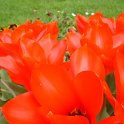 Tulipa fosteriana 'Princeps' PB 10